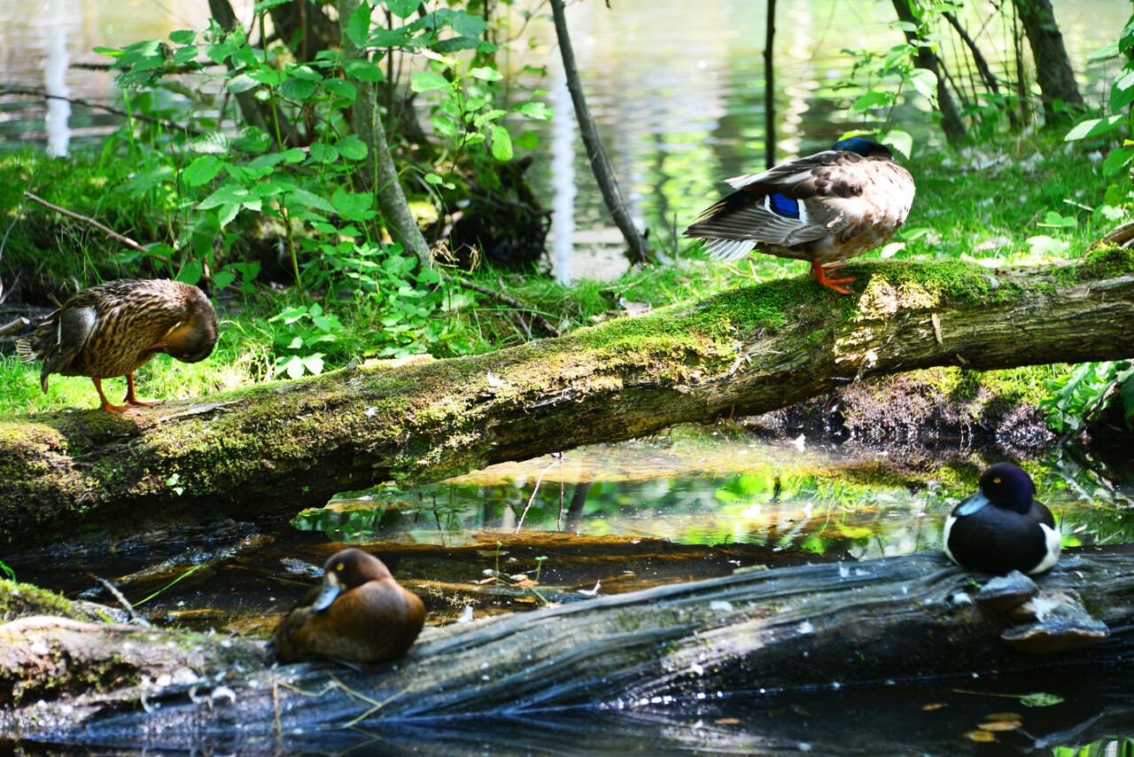 Plohnbach floodplain nature reserve