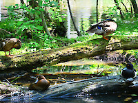 Plohnbach floodplain nature reserve
