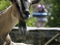 Ziegenburg &bdquo;Sieben Gei&szlig;lein&ldquo;