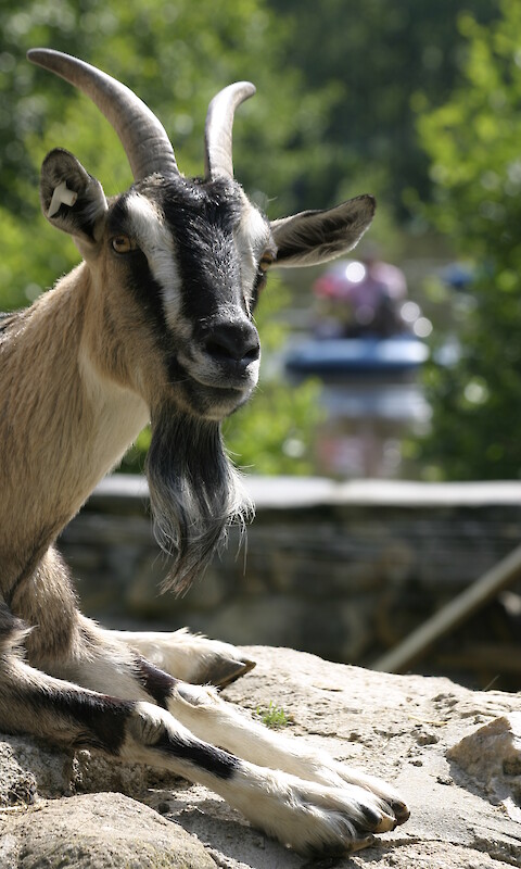 Ziegenburg &bdquo;Sieben Gei&szlig;lein&ldquo;